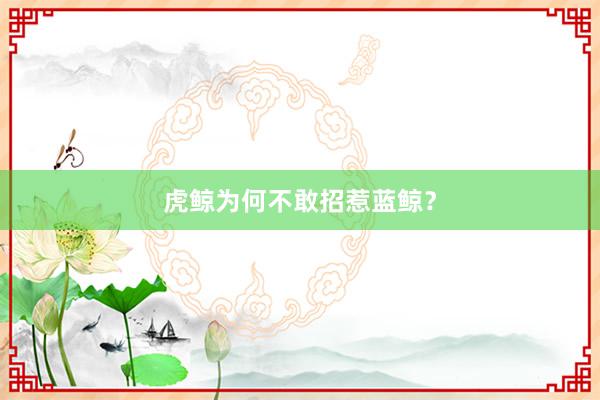 虎鲸为何不敢招惹蓝鲸？